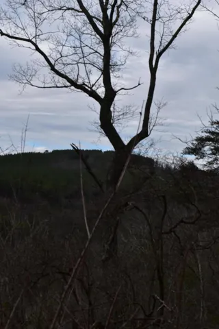 $849,900 | 1075 Birds Eye Way, Unit LOT 1075, Guild, TN 37340