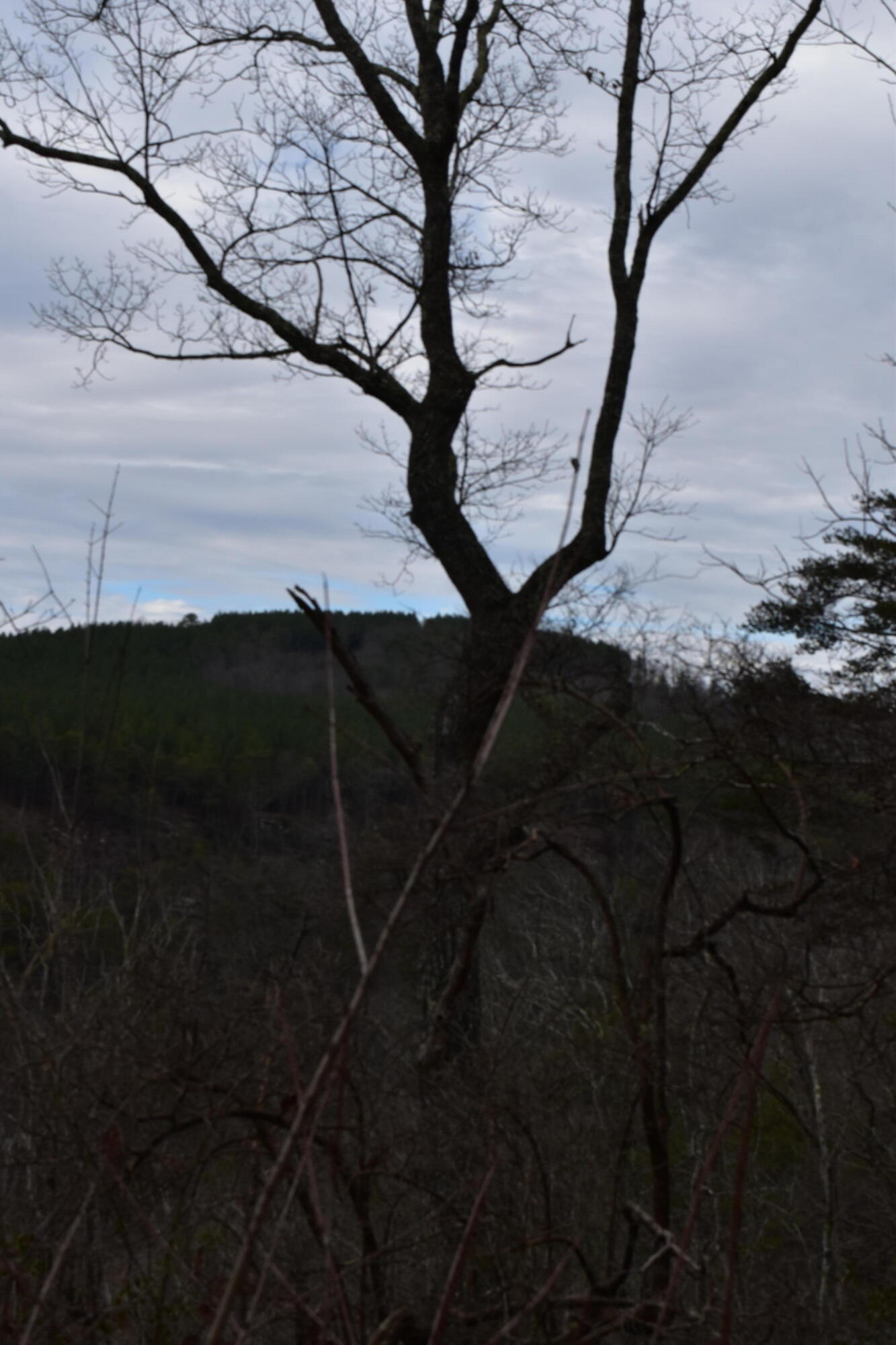 1075 Birds Eye Way, Unit LOT 1075 Guild, TN 37340 - Photo 18 of 33 DSC_0018