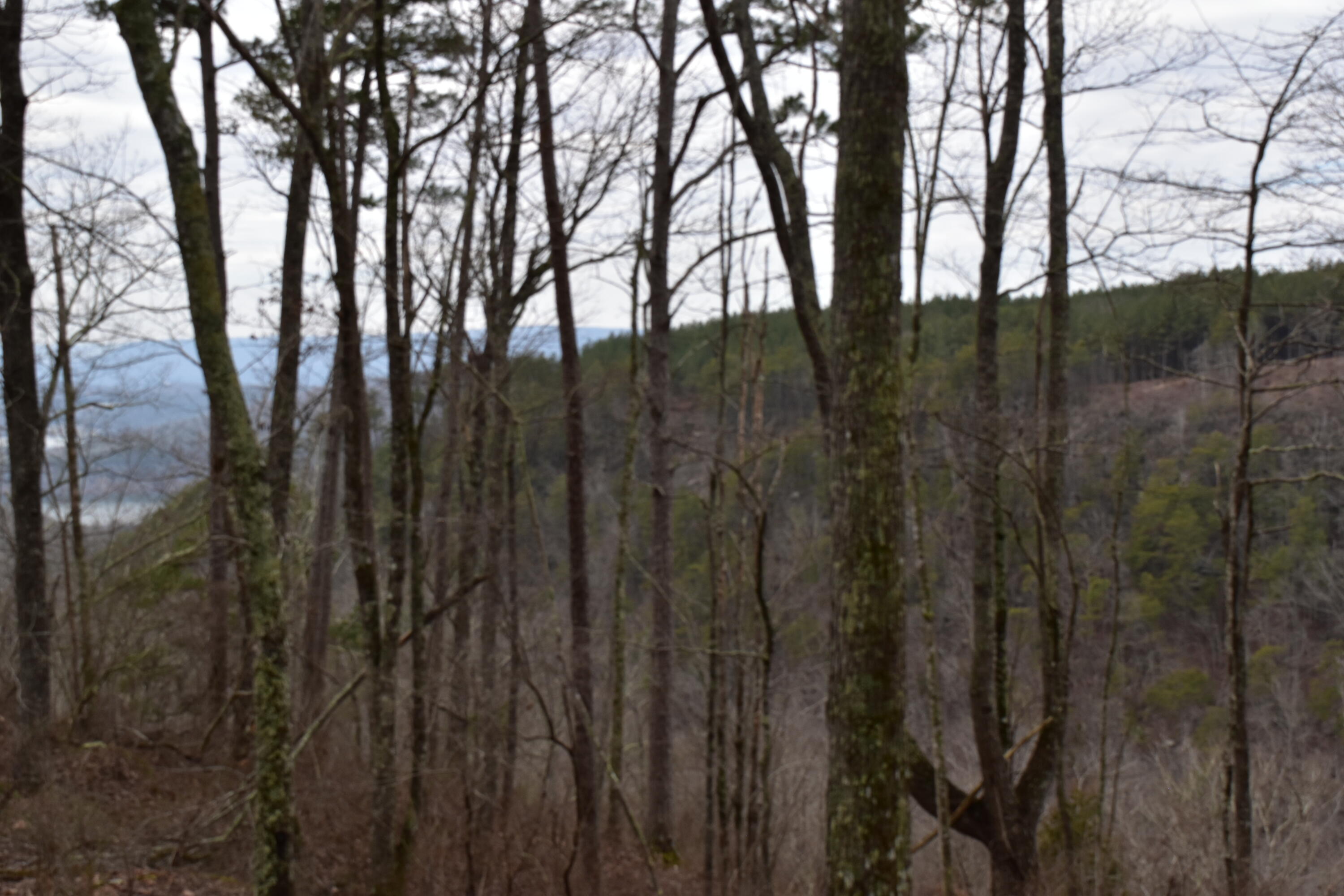 1075 Birds Eye Way, Unit LOT 1075 Guild, TN 37340 - Photo 21 of 33 DSC_0028