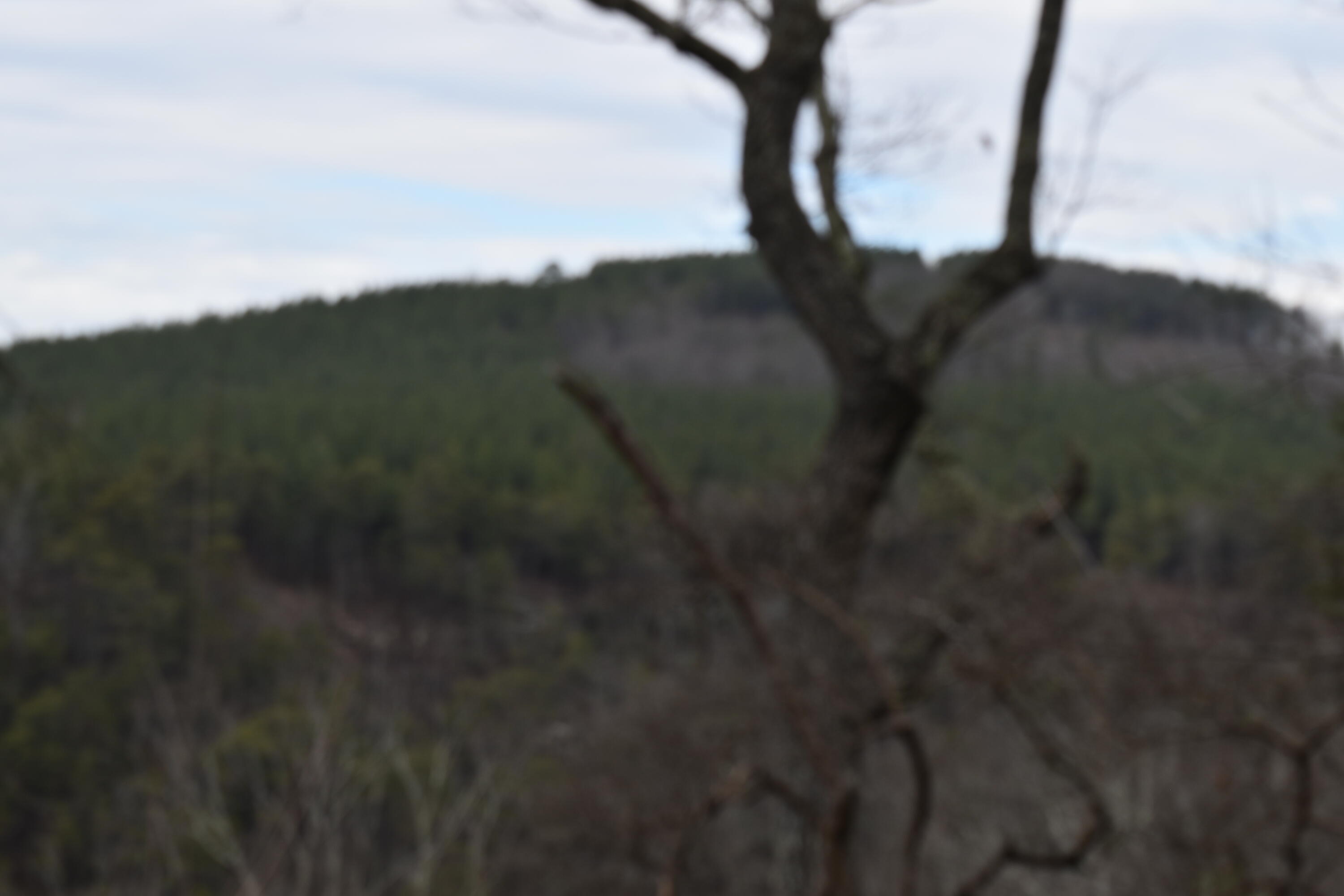 1075 Birds Eye Way, Unit LOT 1075 Guild, TN 37340 - Photo 4 of 33 DSC_0003