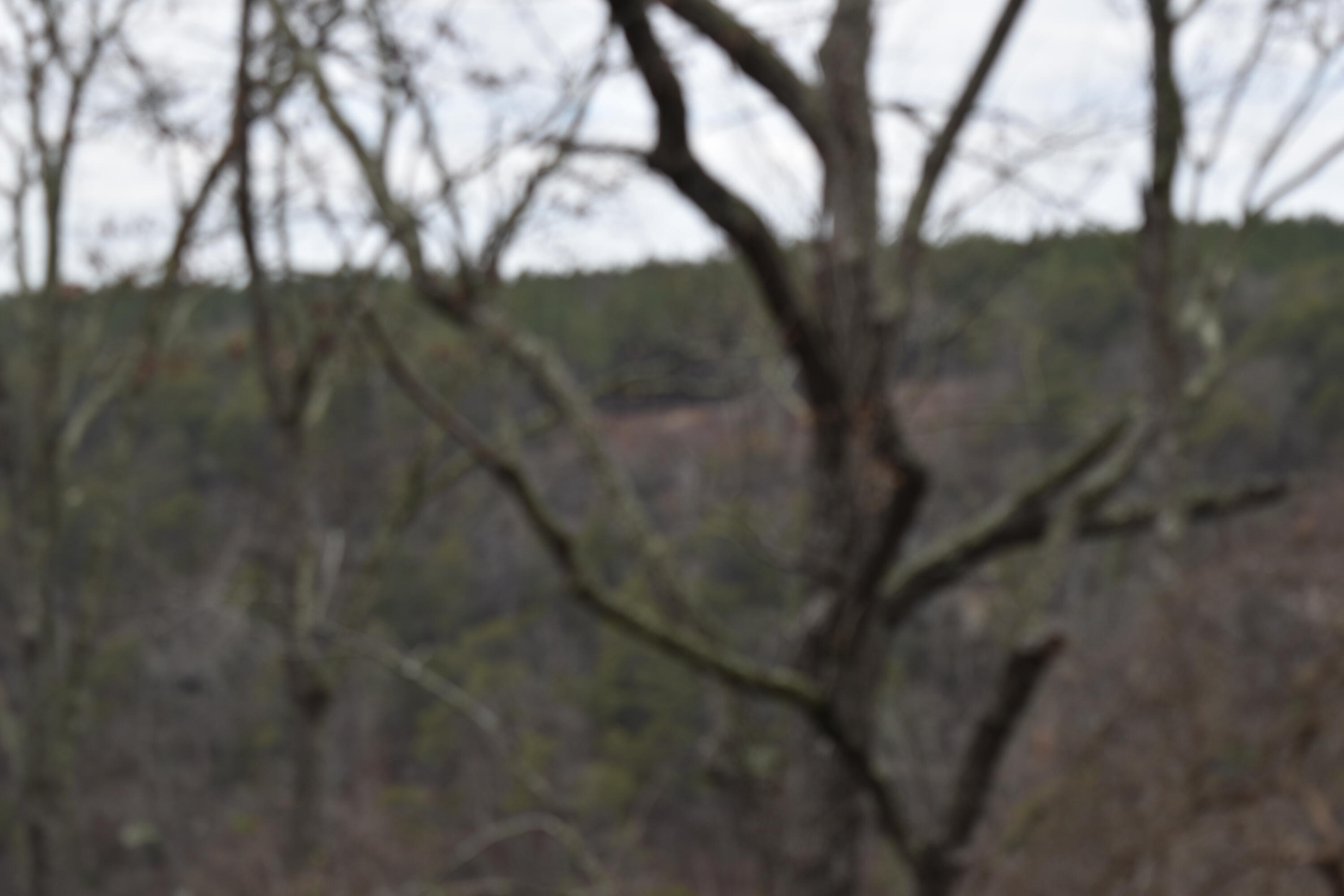 1075 Birds Eye Way, Unit LOT 1075 Guild, TN 37340 - Photo 5 of 33 DSC_0005