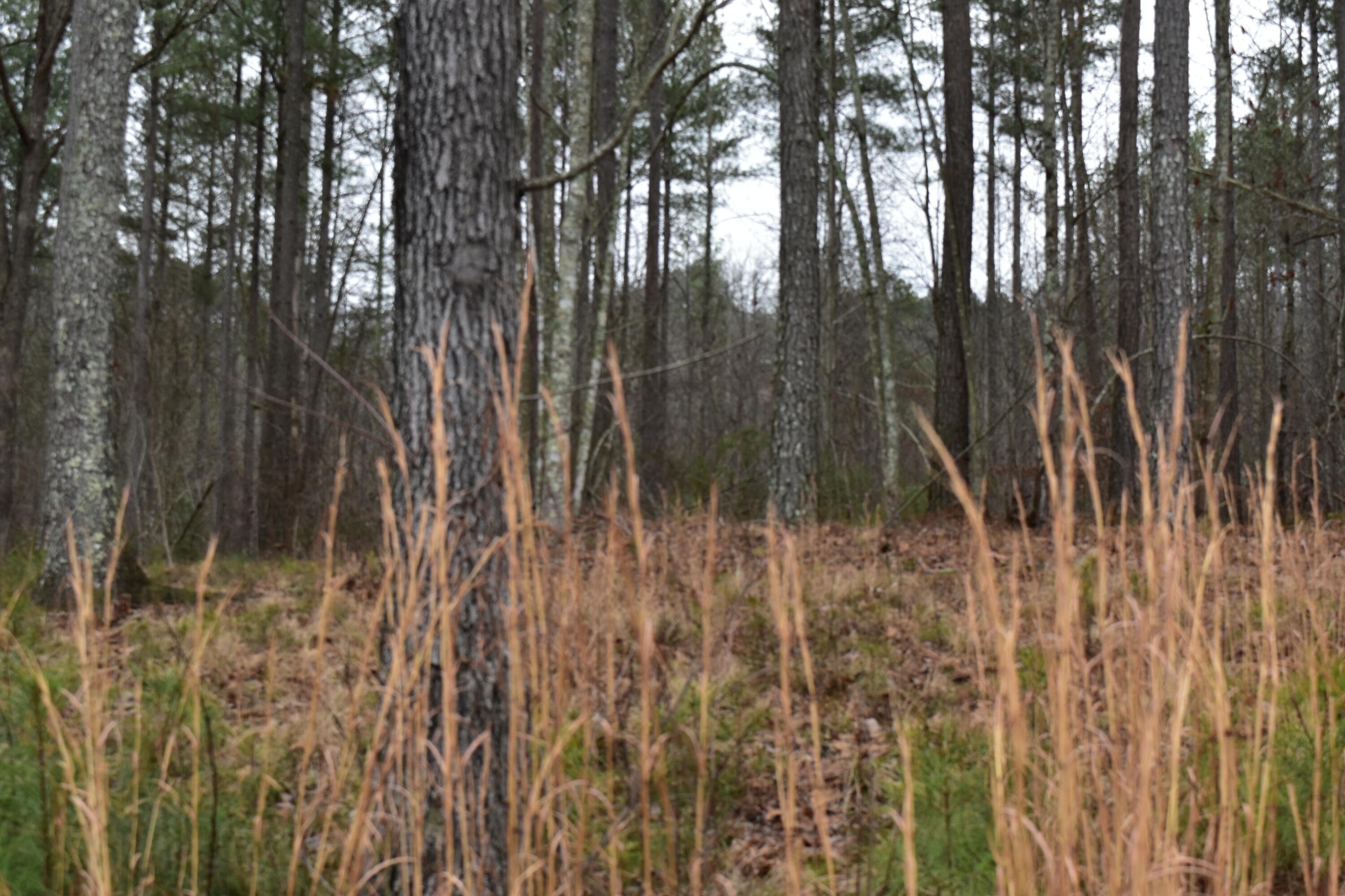 1075 Birds Eye Way, Unit LOT 1075 Guild, TN 37340 - Photo 8 of 33 DSC_0013