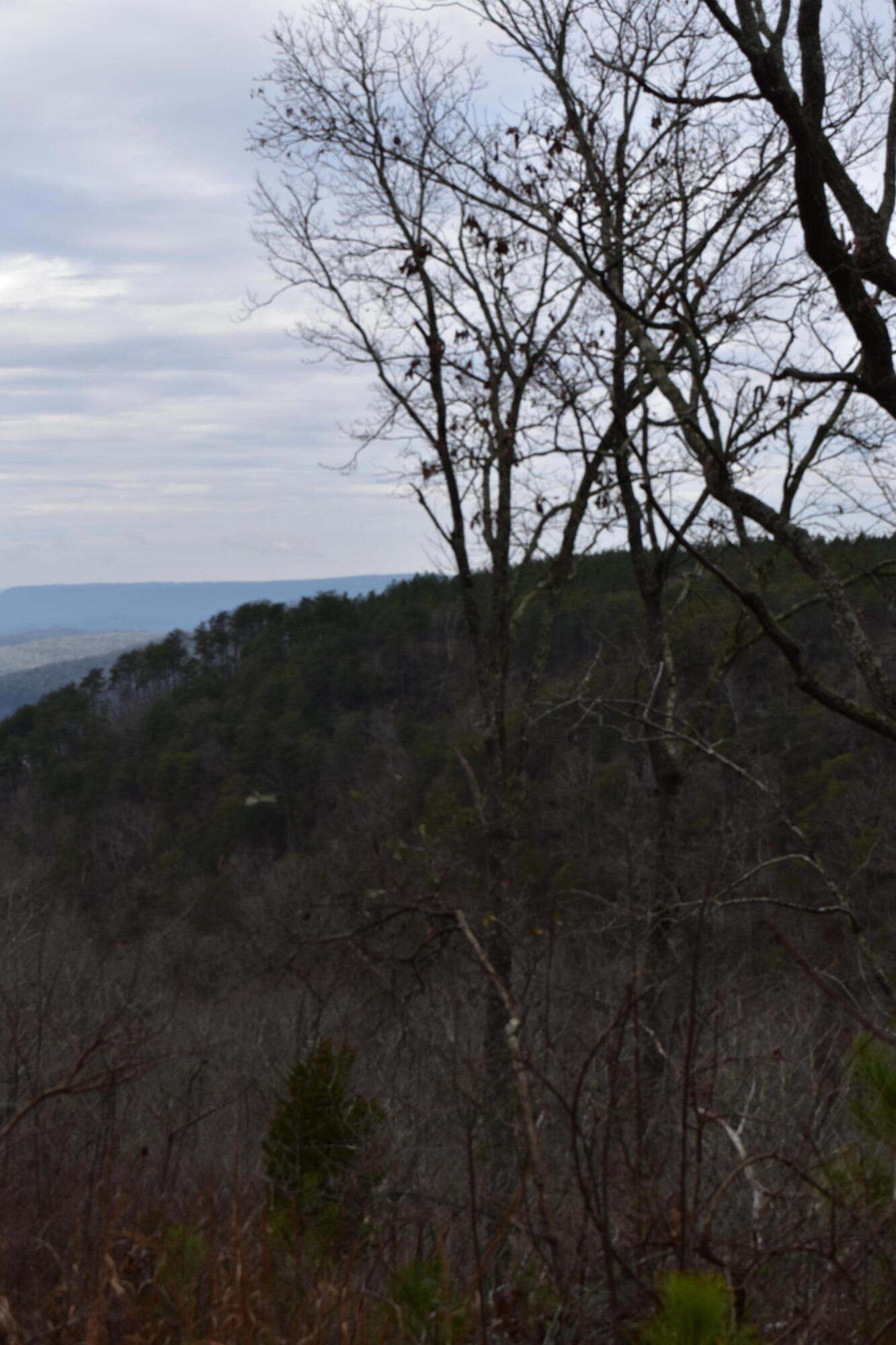 1075 Birds Eye Way, Unit LOT 1075 Guild, TN 37340 - Photo 10 of 33 DSC_0017