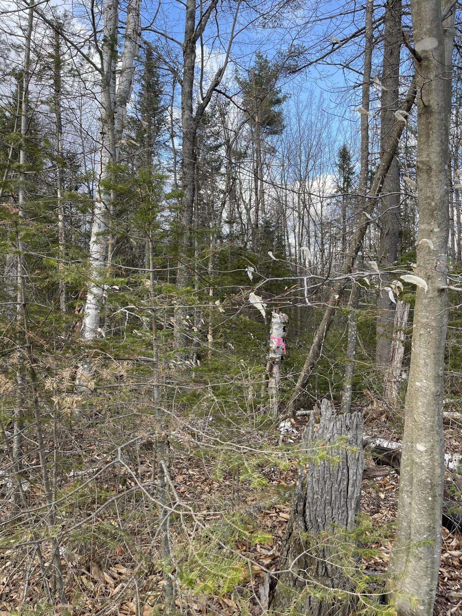 0 Cross Road Wellington, ME 04942 - Photo 4 of 13 IMG_4163