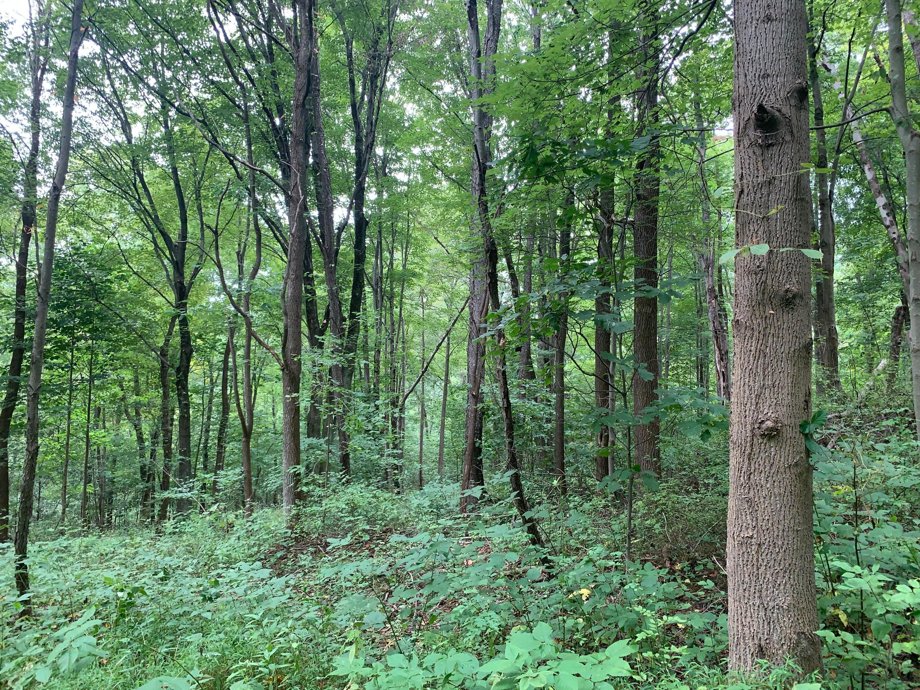 0 Cherry Run Road Northwest Strasburg, OH 44680 - Photo 25 of 35 20200831_183706452_iOS