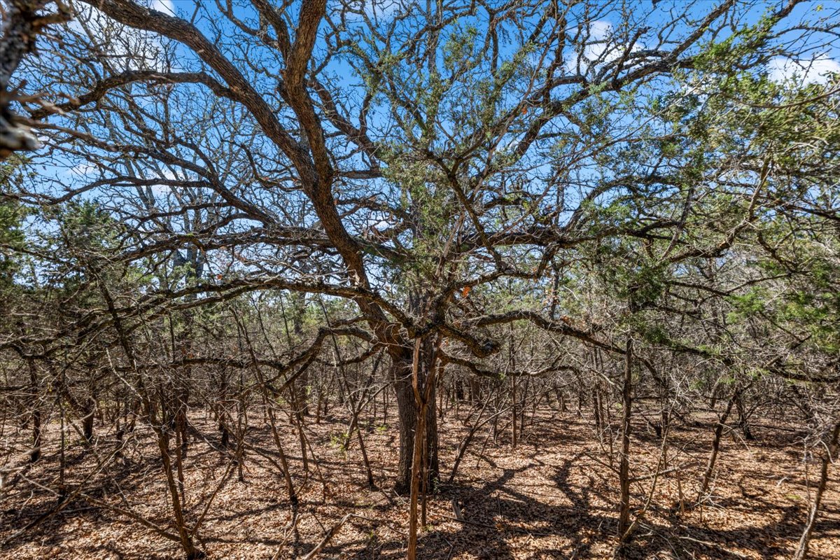 25723 Hamilton Pool Road Round Mountain, TX 78663 - Photo 2 of 32 This is a HUGE Bur Oak!