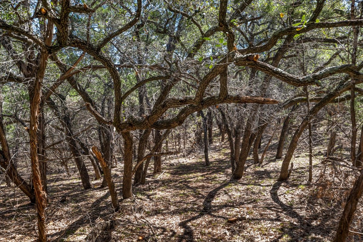 25723 Hamilton Pool Road Round Mountain, TX 78663 - Photo 24 of 32 Trails covered in woods