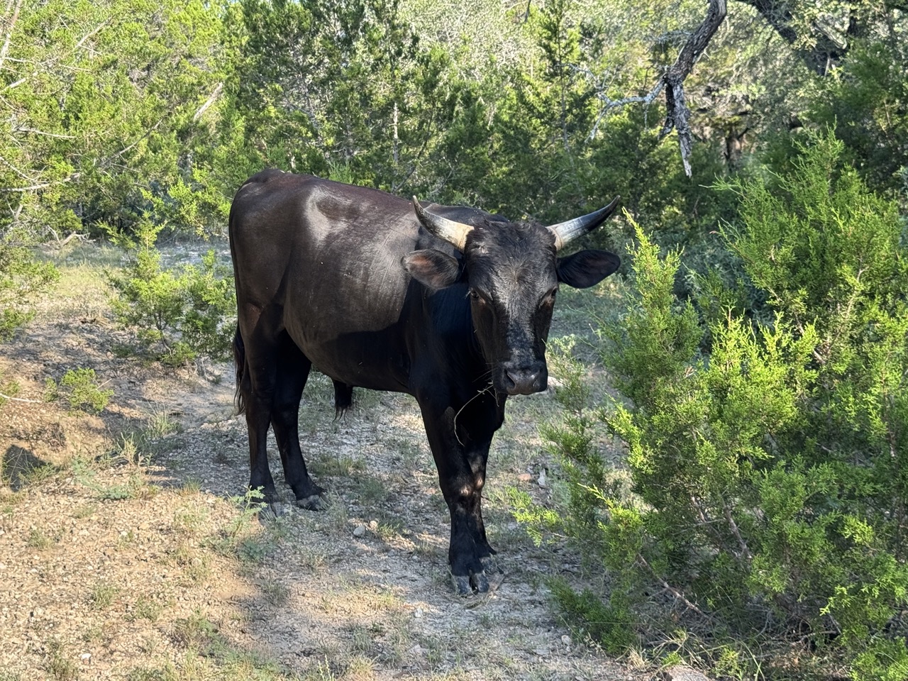 25723 Hamilton Pool Road Round Mountain, TX 78663 - Photo 32 of 32 Cows on property