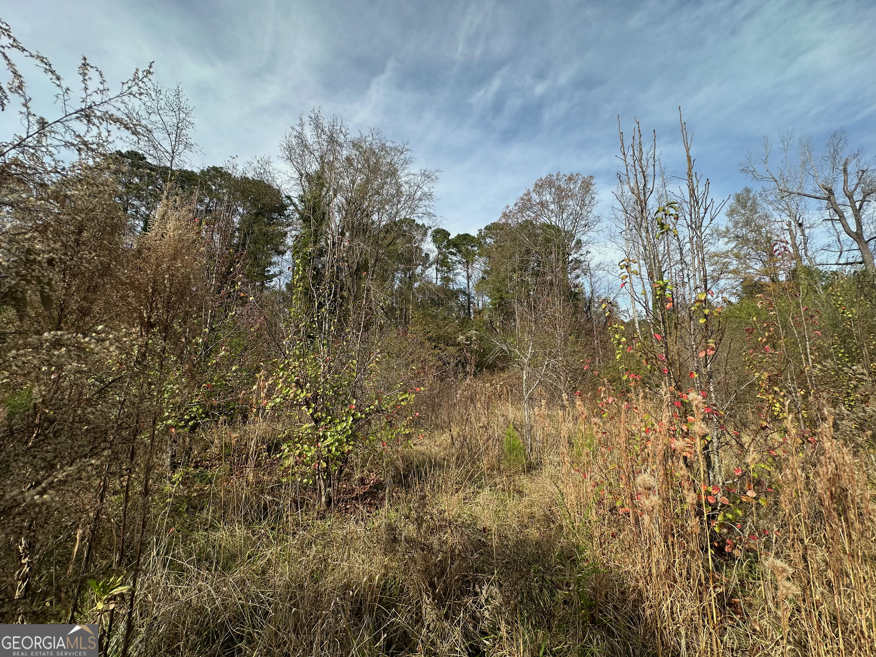 567 George W Towns Road Talbotton, GA 31827 - Photo 1 of 8 a view of a tree in a yard
