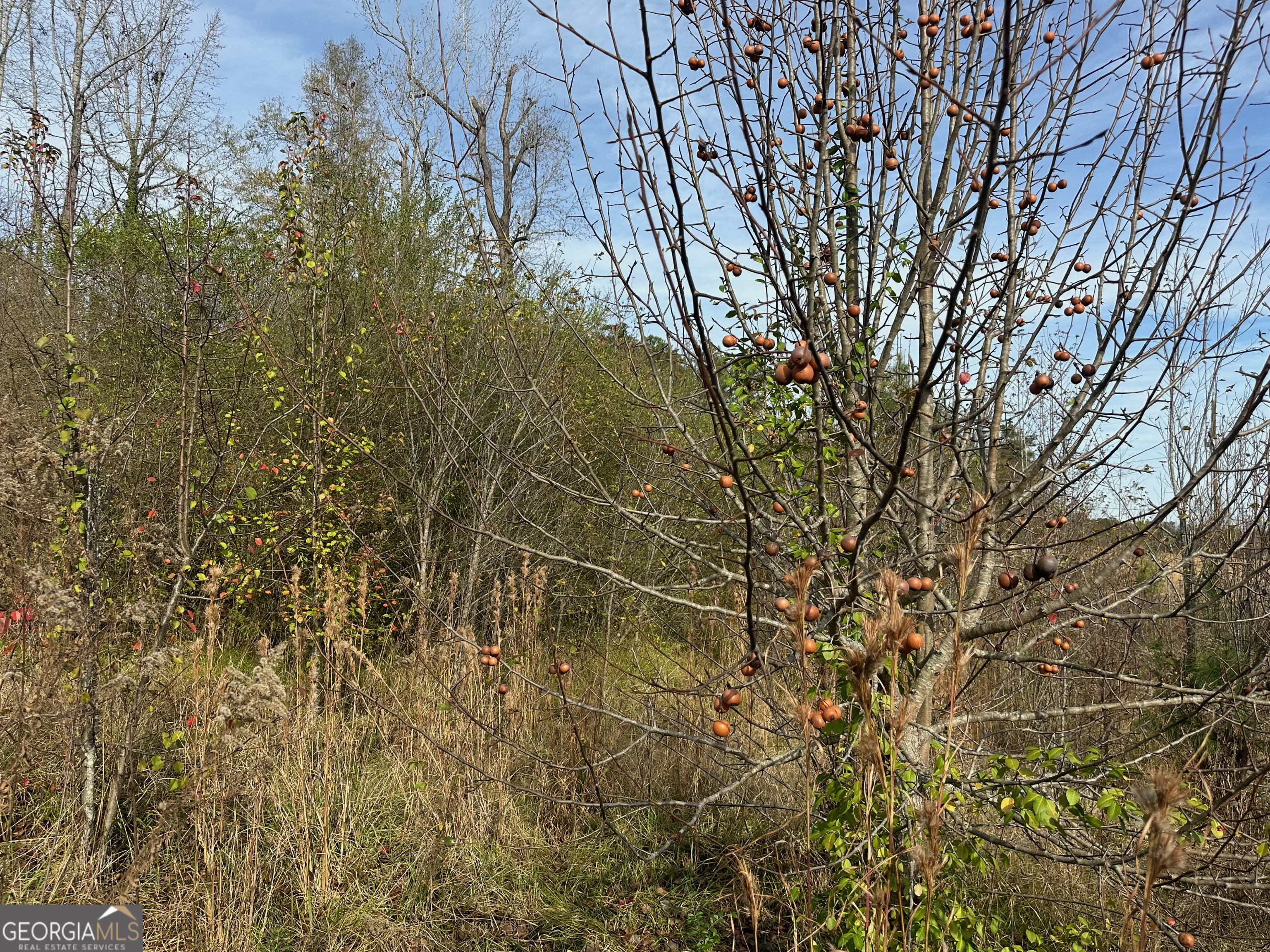 567 George W Towns Road Talbotton, GA 31827 - Photo 3 of 8 a view of a yard with a tree
