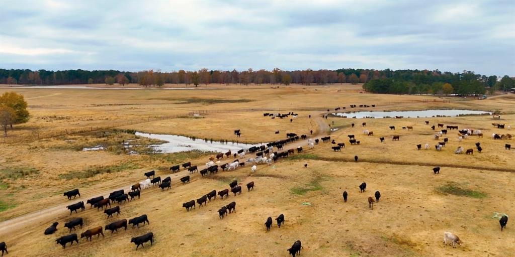 1 West Harrison Road Longview, TX 75604 - Photo 7 of 18 Current 500 Head Cow Calf Operation