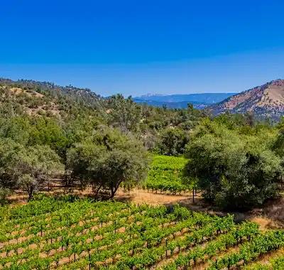 49610 House Ranch Road O'Neals, CA 93645 - Photo 44 of 48 vineyard valley view