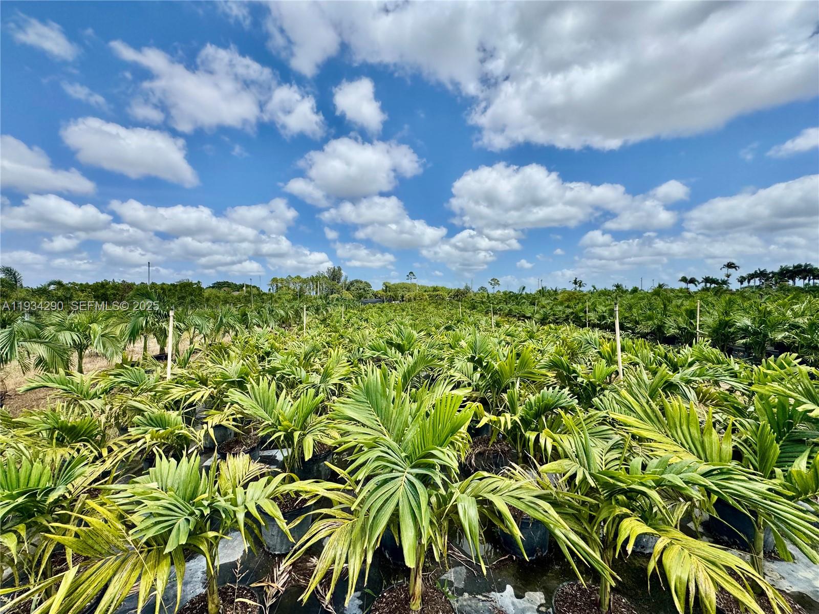 32800 Southwest 202nd Avenue Homestead, FL 33034 - Photo 20 of 25 a view of a bunch of trees