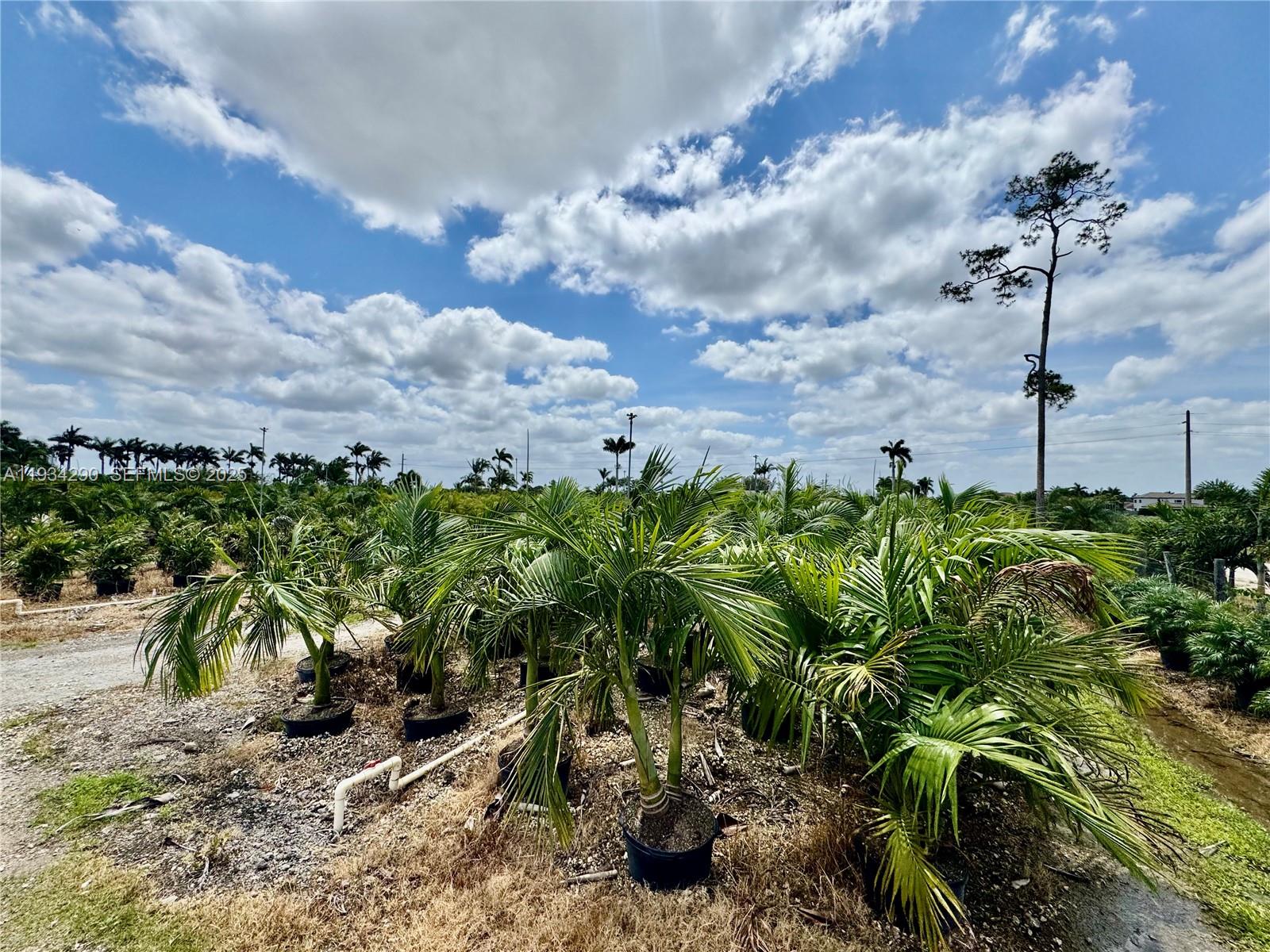 32800 Southwest 202nd Avenue Homestead, FL 33034 - Photo 22 of 25 a view of a bunch of plants and trees