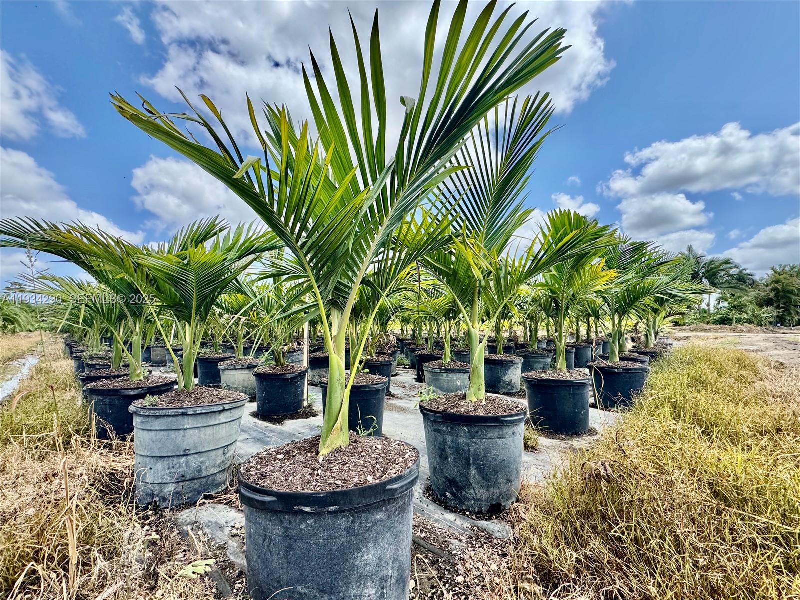 32800 Southwest 202nd Avenue Homestead, FL 33034 - Photo 24 of 25 a view of a backyard with plants and fountain