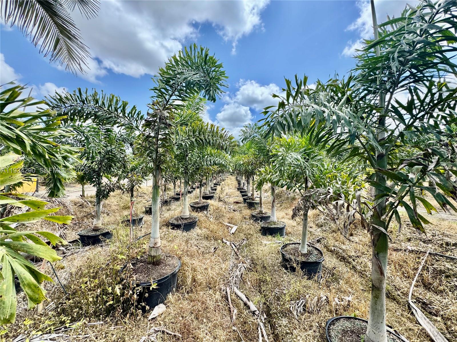 32800 Southwest 202nd Avenue Homestead, FL 33034 - Photo 25 of 25 a picture of plants