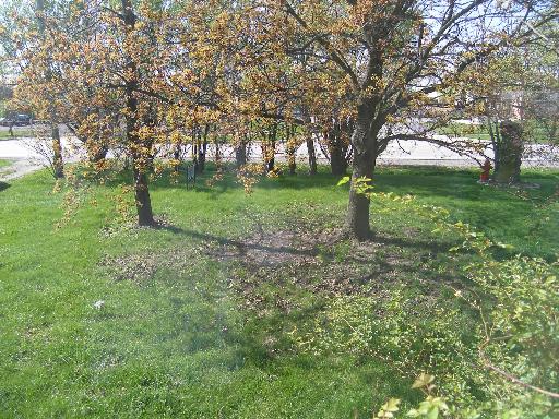 23W662 West Irving Park Road Roselle, IL 60172 - Photo 2 of 14 a green field with lots of trees