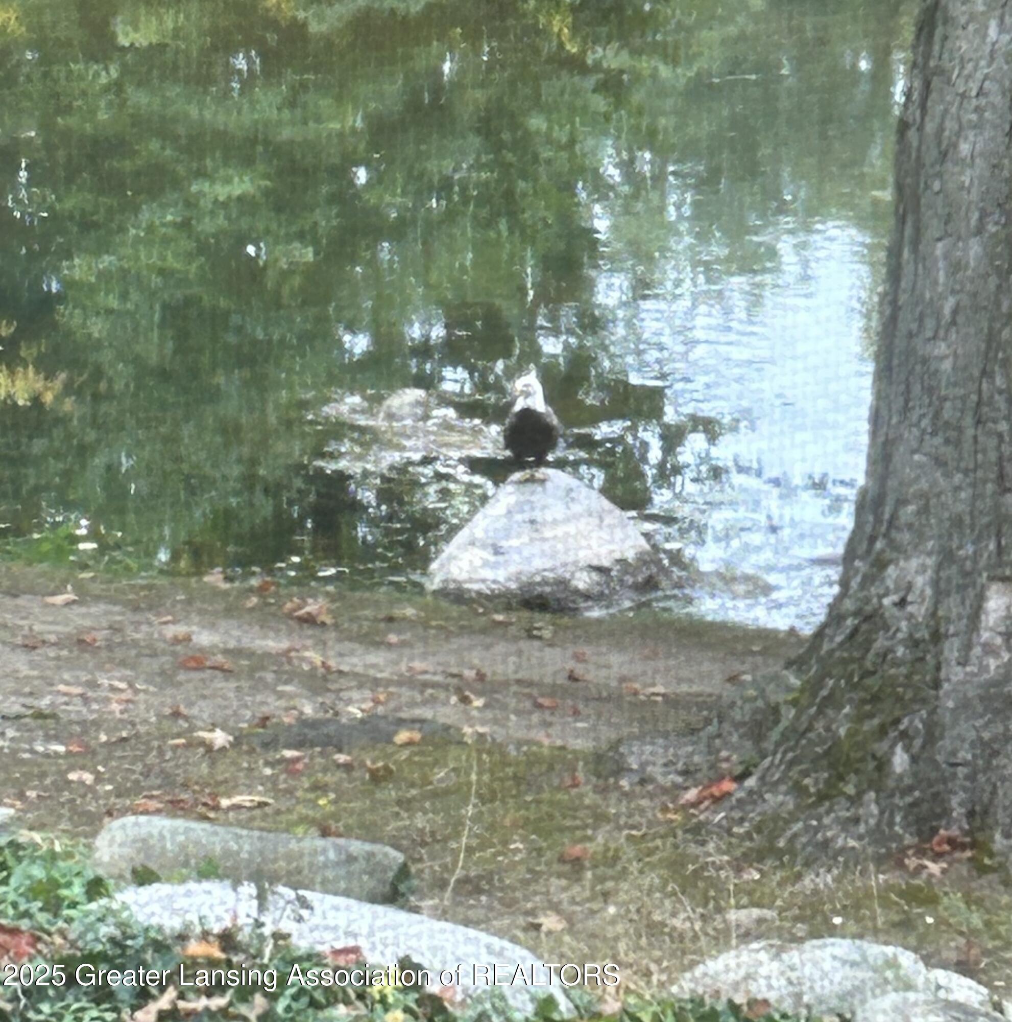 10625 Riverside Drive Dimondale, MI 48821 - Photo 53 of 56 Bald Eagle on Rock