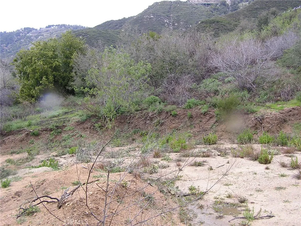 0 Hillview Road San Bernardino, CA 92404 - Photo 2 of 3 a view of a yard with a tree