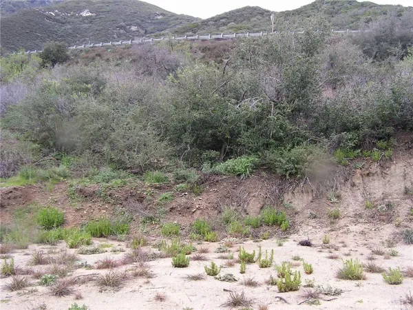 a view of a dry yard with trees and bushes
