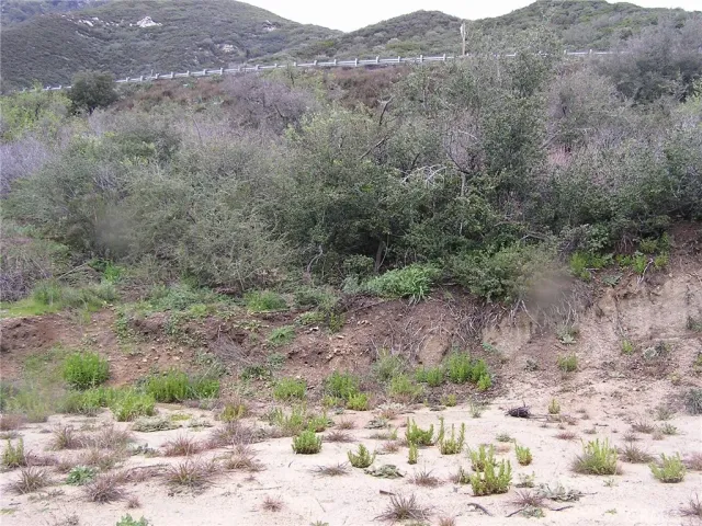 a view of a dry yard with trees and bushes