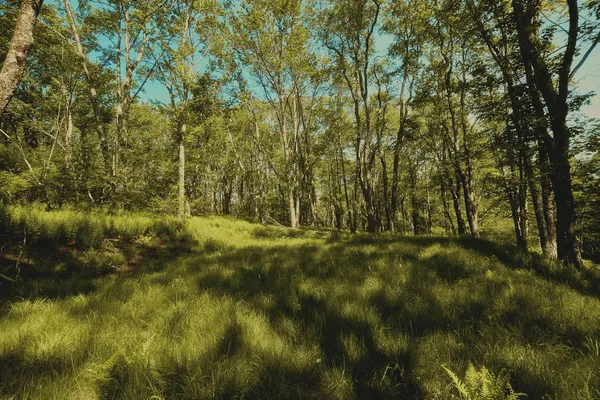 $100,000 | 0 Benton Hollow, Liberty, NY 12754