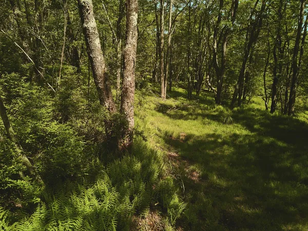 $100,000 | 0 Benton Hollow, Liberty, NY 12754