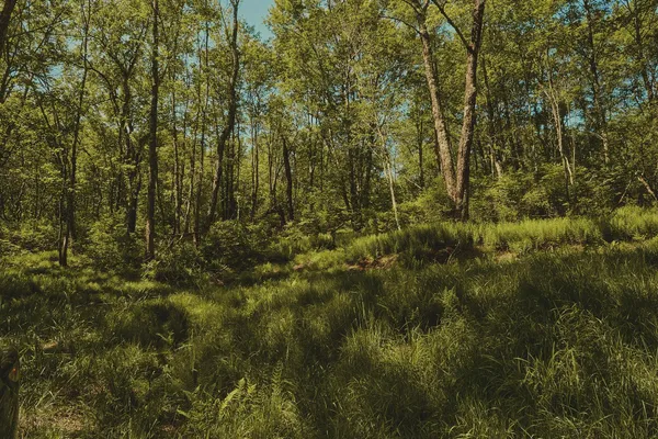 $100,000 | 0 Benton Hollow, Liberty, NY 12754