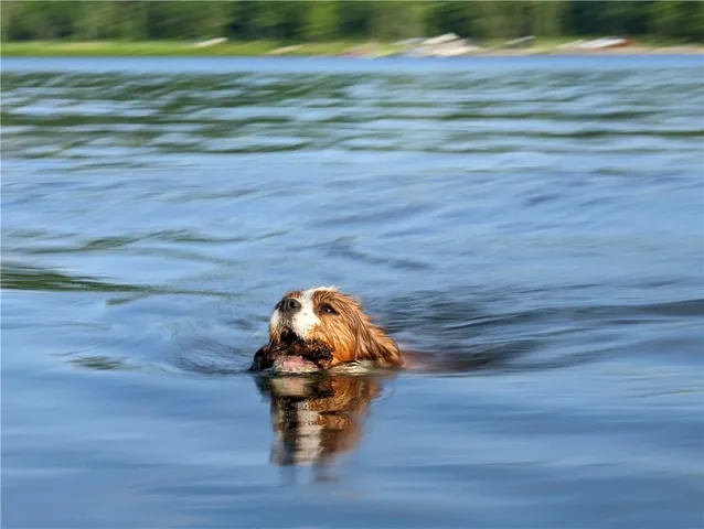 a view of a wooden floor in a yard