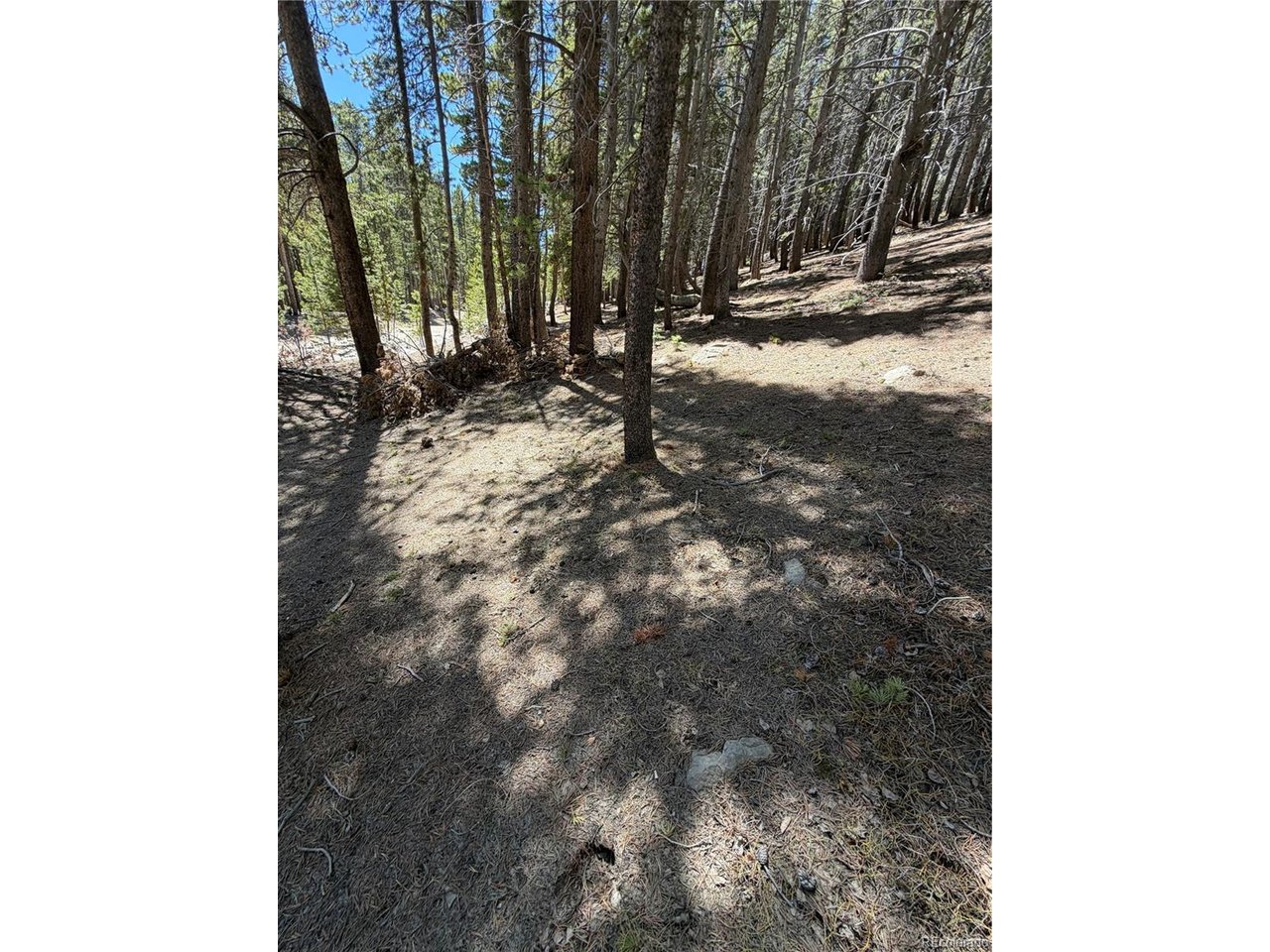 378 Alice Road Idaho Springs, CO 80452 - Photo 8 of 26 a view of a yard with trees