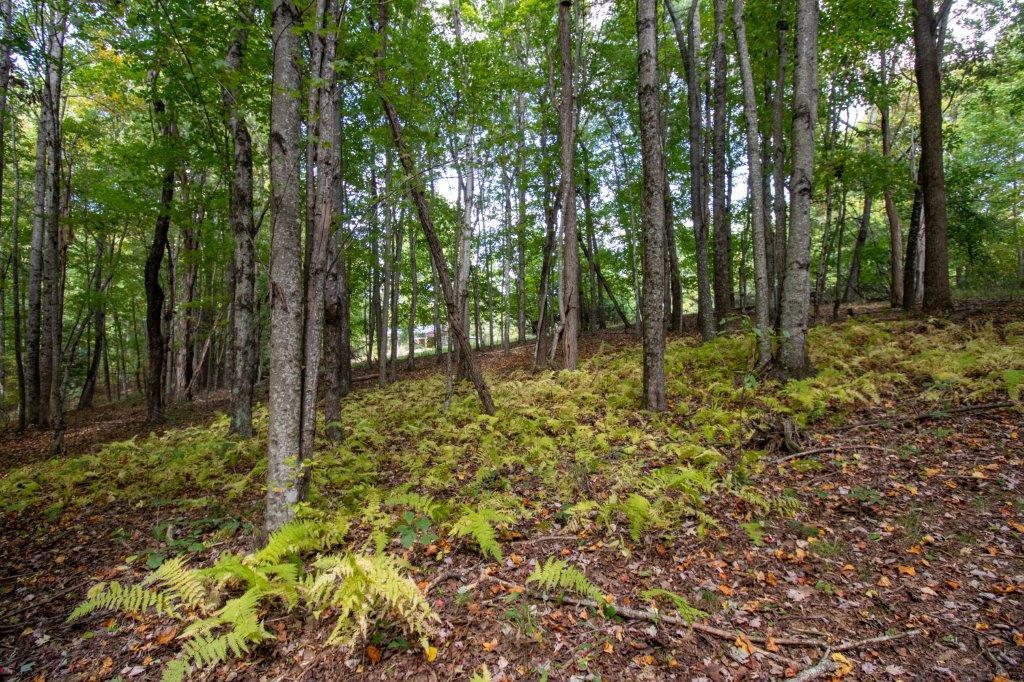 1724 Alum Ridge Road Northwest Willis, VA 24380 - Photo 62 of 71 Gallery Image 62
