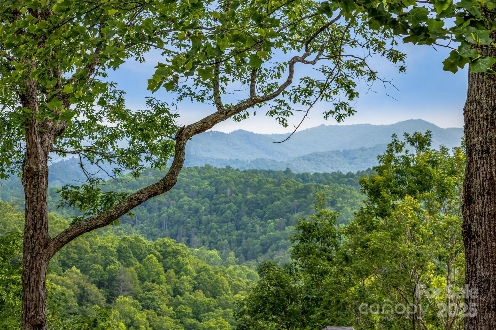 1987 Rabbit Hop Road Spruce Pine, NC 28777 - Photo 7 of 47 a view of a garden with a tree