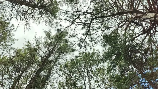 $135,500 | 80064 Osprey Pass, Tower, MN 55790