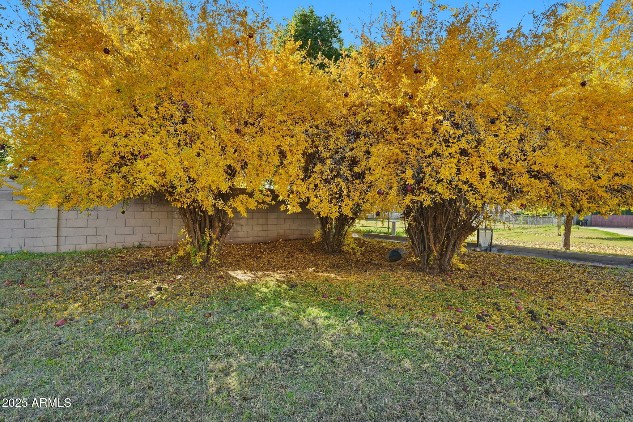 914 South 132nd Street Gilbert, AZ 85233 - Photo 55 of 55 a view of a yard with trees