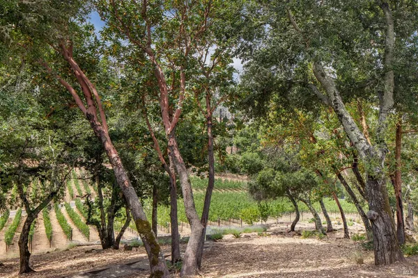 $19,800,000 | 232 North Fork Crystal Springs Road, St. Helena, CA 94574