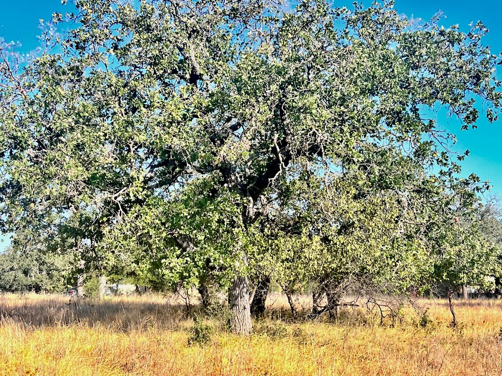 5954 County Road 408, Unit 50 Valley Spring, TX 76885 - Photo 19 of 20
