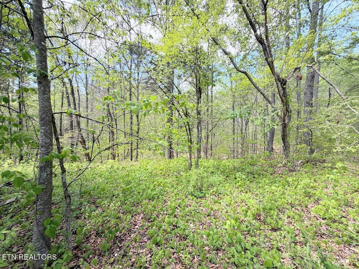 1617 Bull Run Road Luttrell, TN 37779 - Photo 25 of 45 IMG_9696