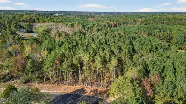 a view of a lush green forest with trees and some plants