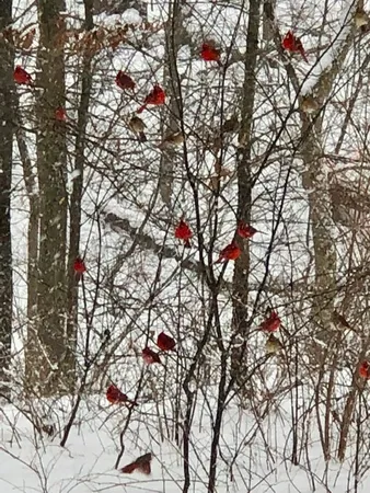 $585,000 | 48 Indian Hills Drive, Putnam, IL 61560