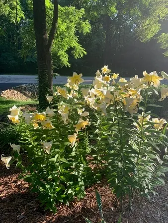 a picture of tree