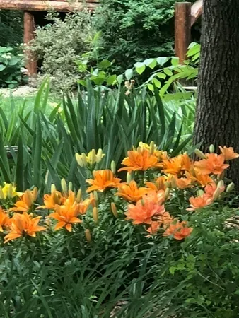 a view of a garden with plants and trees all around