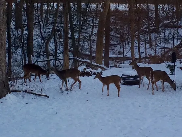 $585,000 | 48 Indian Hills Drive, Putnam, IL 61560