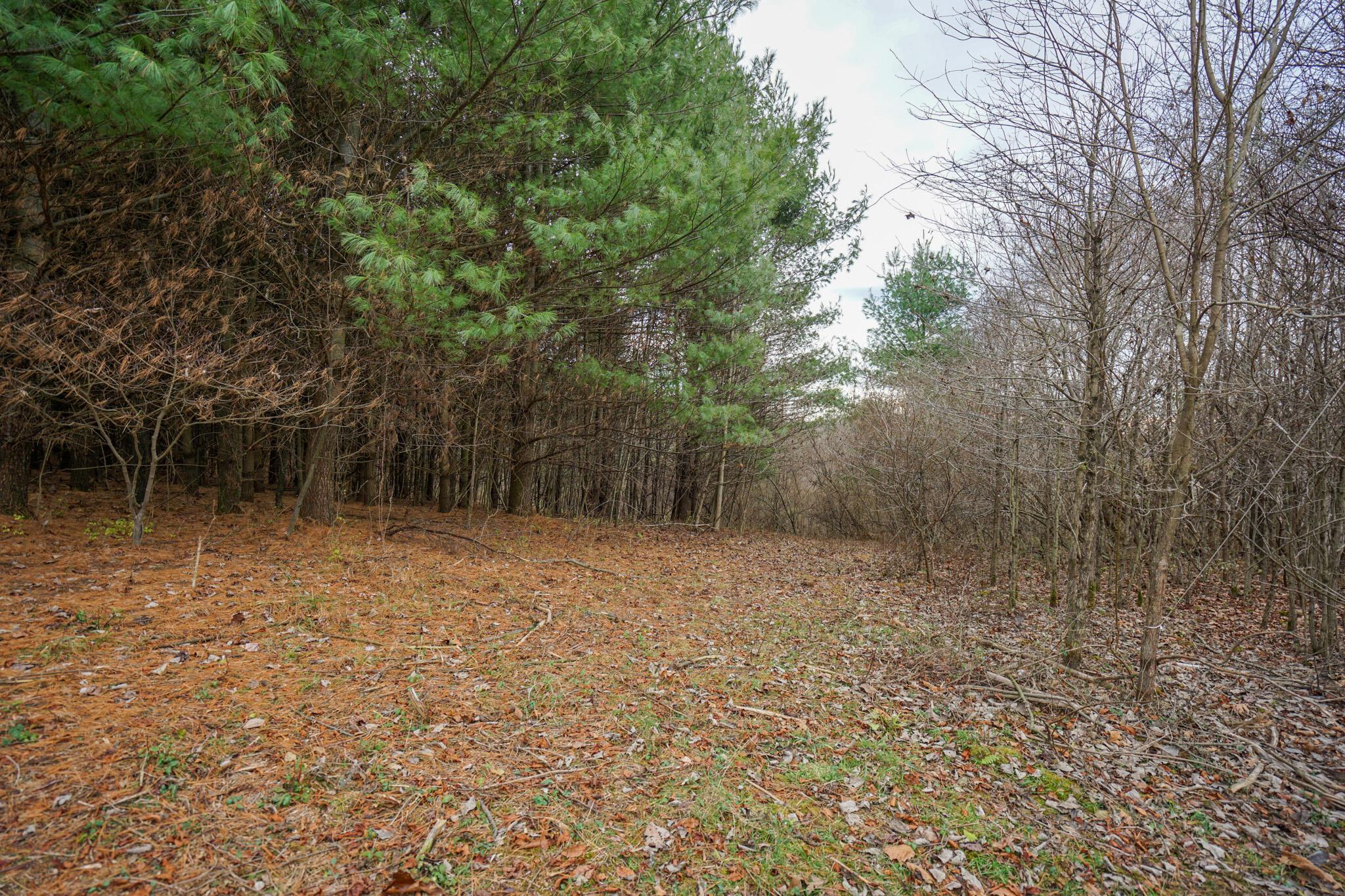 0 Fogle Road Caldwell, OH 43724 - Photo 31 of 42 DSC09915