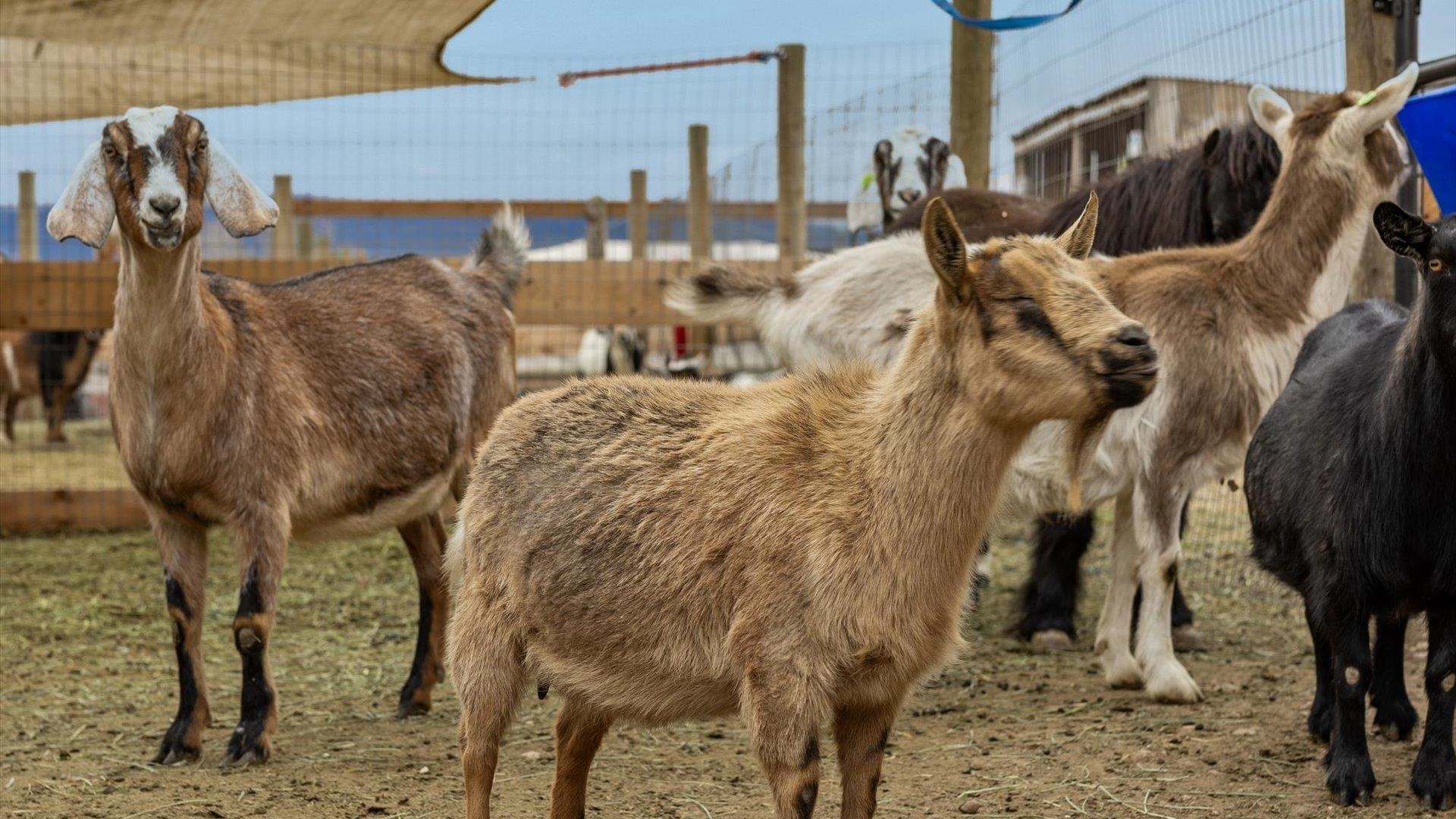 3365 C Road Palisade, CO 81526 - Photo 30 of 42