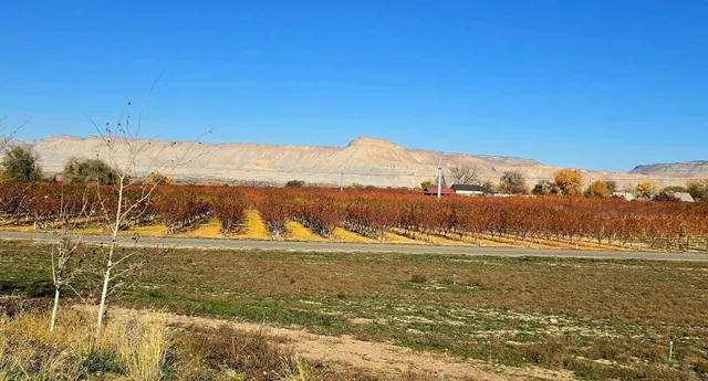 $950,000 | 3365 C Road, Palisade, CO 81526