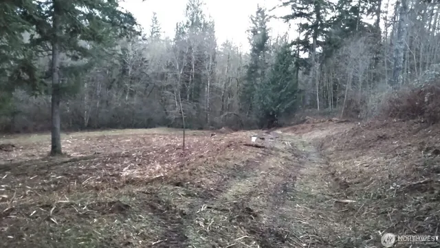 a view of a forest with trees in the background