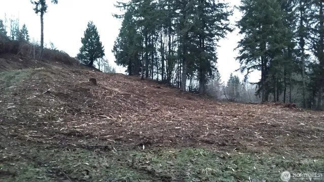a view of a yard with plants and trees