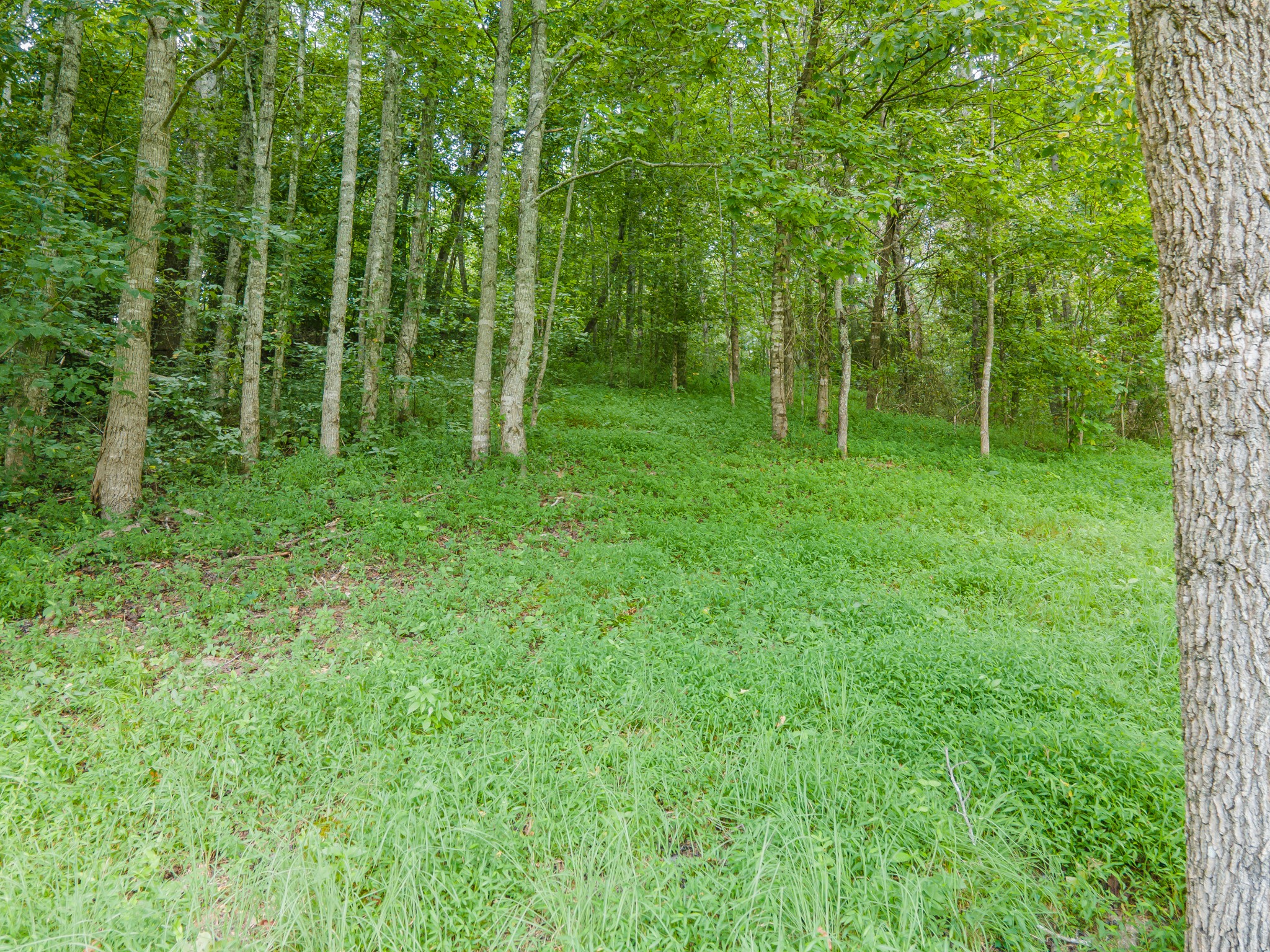 1049 Williams Hollow Road Pulaski, TN 38478 - Photo 57 of 62 Gallery Image 57