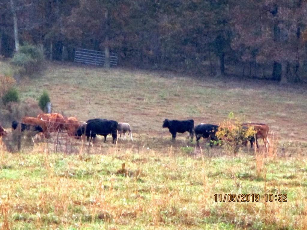 Lot 2 Doc Loy Road Grandview, TN 37337 - Photo 8 of 9 Rolling Pasture