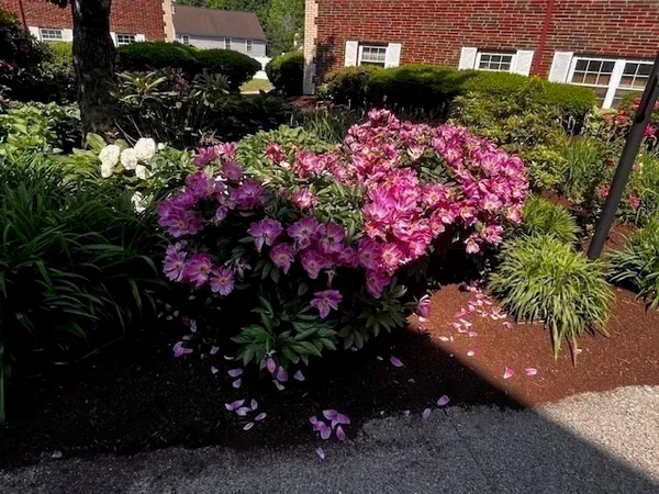 a view of a bunch of flowers